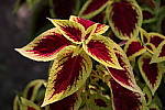 Click to see YIMG_2037-ALOstd.JPG
