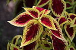 Click to see YIMG_2038-ALOhigh.JPG
