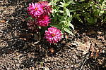 Click to see YIMG_2052-ALOstd_2.JPG