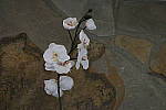 Click to see YIMG_2062-MSNRoff.JPG