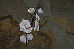 Click to see YIMG_2063-MSNRon.JPG