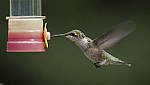 Click to see Yhummingbird1.JPG