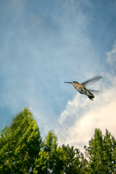 Canon 70D review -- Sample image