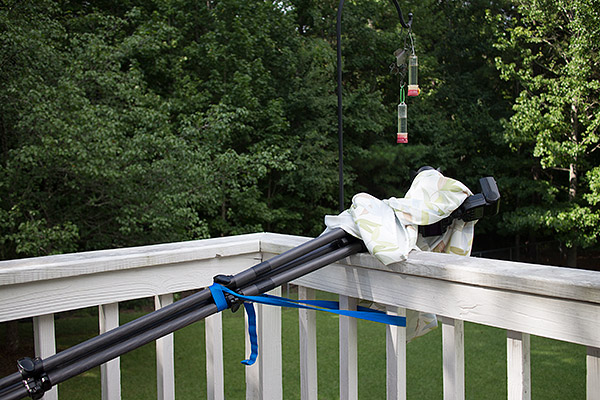 Canon 70D review -- Getting the Hummingbird shot