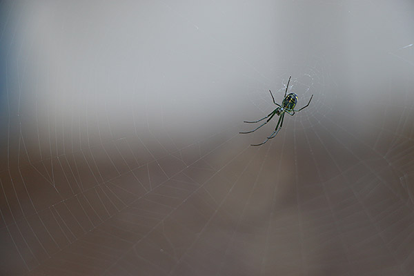 Canon 70D review -- Sample image