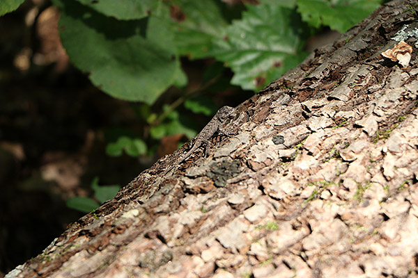 Canon 70D review -- Sample image