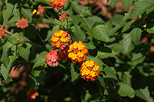 Canon 70D review -- Sample image