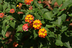 Canon 70D review -- Sample image