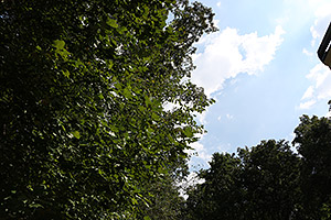 Canon 70D review -- Sample image