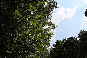 Canon 70D review -- Sample image