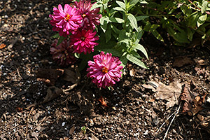 Canon 70D review -- Sample image
