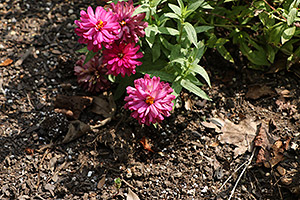 Canon 70D review -- Sample image