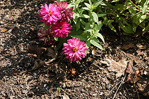 Canon 70D review -- Sample image
