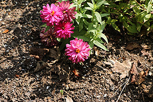Canon 70D review -- Sample image