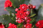 Click to see YIMG_2399.JPG