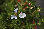 Click to see YIMG_2406.JPG