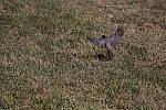 Click to see YIMG_7173.JPG