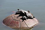 Click to see YIMG_7235.JPG