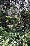 Click to see YIMG_7313.JPG