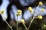 Click to see YIMG_7321.JPG