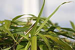 Click to see Y071A1853-proto.JPG