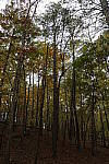 Click to see YAK4A0086.JPG