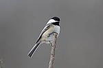 Click to see Y_K4A3290-400mmDOII.JPG