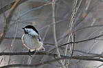 Click to see Y_K4A3536-400mmDOII.JPG