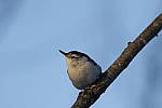 Click to see Y_K4A3625-400mmDOII.JPG