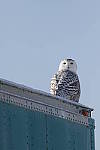 Click to see Y_K4A4459-400mmDOII.JPG
