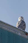 Click to see Y_K4A4467-400mmDOII.JPG