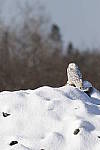 Click to see Y_K4A4510-400mmDOII.JPG