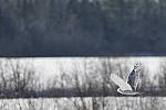 Click to see Y_K4A4526-400mmDOII.JPG