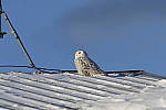 Click to see Y_K4A4568-400mmDOII.JPG