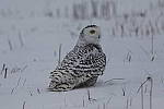 Click to see Y_K4A5012-400mmDOII.JPG