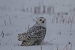 Click to see Y_K4A5028-400mmDOII.JPG
