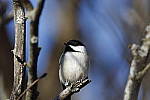 Click to see Y_K4A5181-400mmDOII.JPG