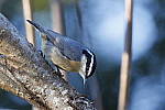 Click to see Y_K4A5183-400mmDOII.JPG