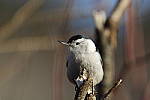 Click to see Y_K4A5227-400mmDOII.JPG