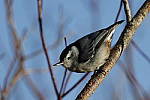 Click to see Y_K4A5235-400mmDOII.JPG