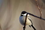 Click to see Y_K4A5241-400mmDOII.JPG