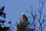 Click to see Y_K4A5491-400mmDOII.JPG