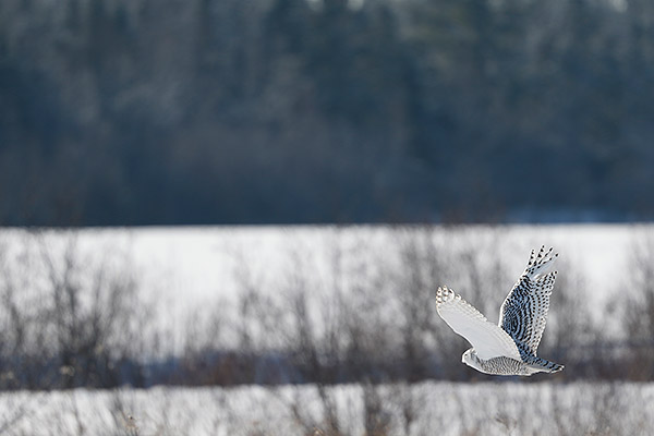 Canon 7D Mark II Review -- Gallery image