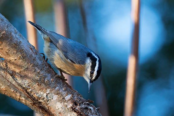 Canon 7D Mark II Review -- Gallery image