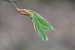 Click to see YIMG_0568.JPG