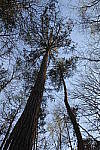 Click to see YIMG_0570.JPG