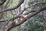 Click to see YIMG_0593.JPG