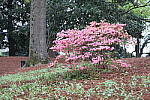 Click to see YIMG_0594.JPG