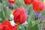 Click to see YIMG_0598.JPG