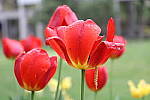 Click to see YIMG_0600.JPG